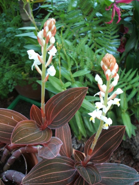 [Foto de planta, jardin, jardineria]