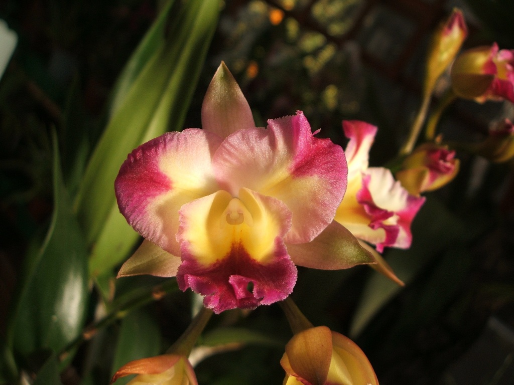 [Foto de planta, jardin, jardineria]