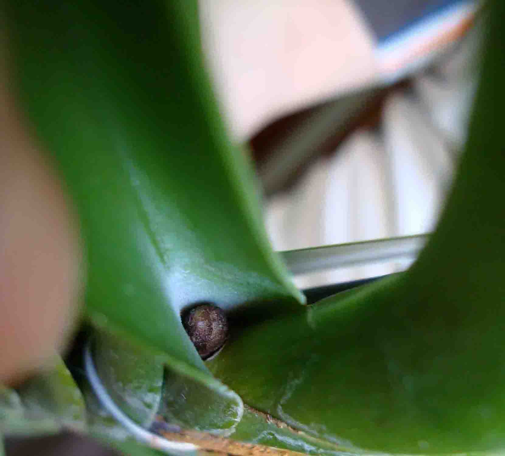 [Foto de planta, jardin, jardineria]