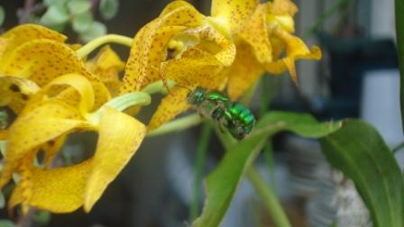 [Foto de planta, jardin, jardineria]