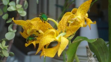 [Foto de planta, jardin, jardineria]