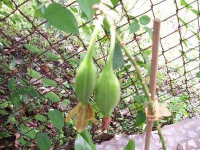 [Foto de planta, jardin, jardineria]