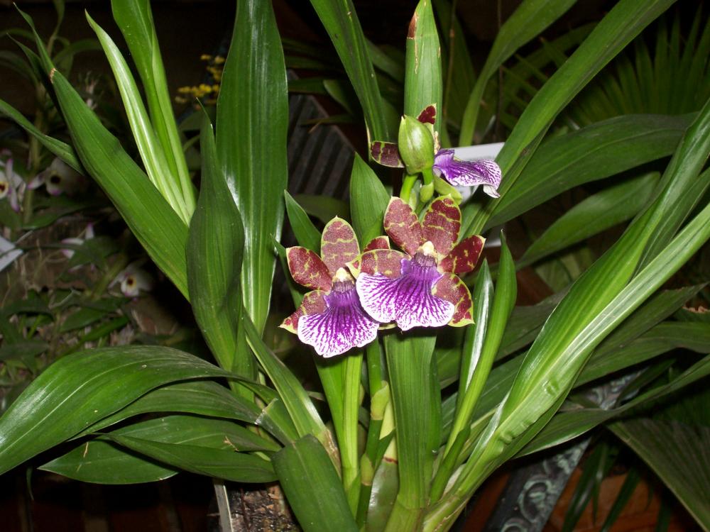 [Foto de planta, jardin, jardineria]