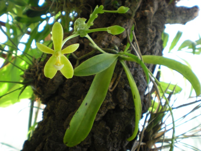 [Foto de planta, jardin, jardineria]