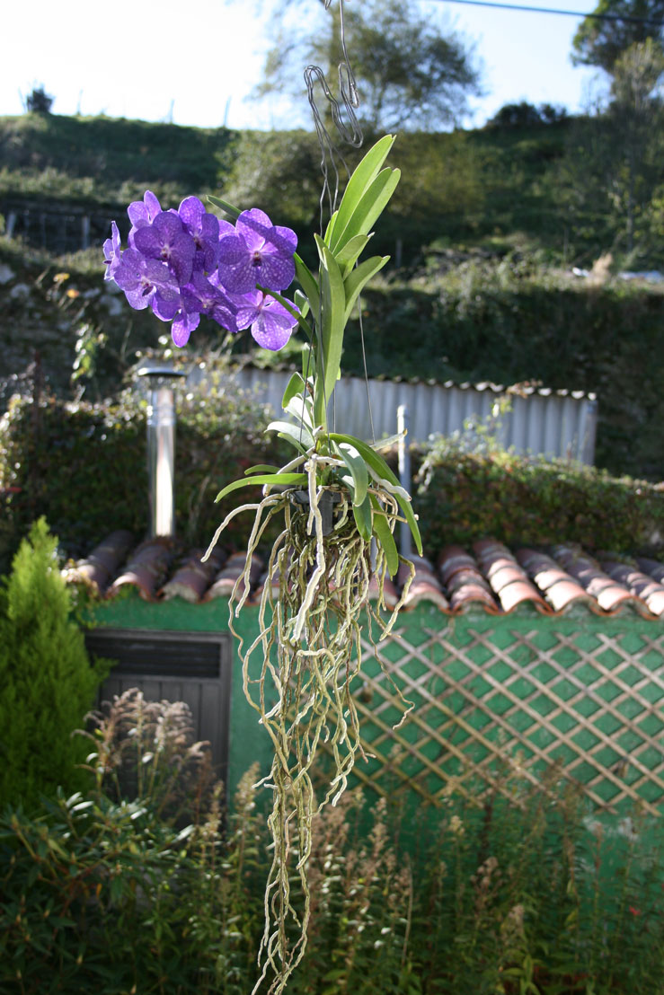 [Foto de planta, jardin, jardineria]