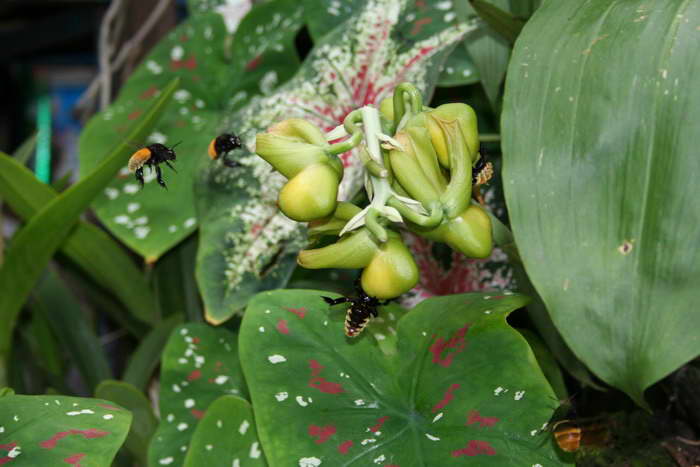 [Foto de planta, jardin, jardineria]