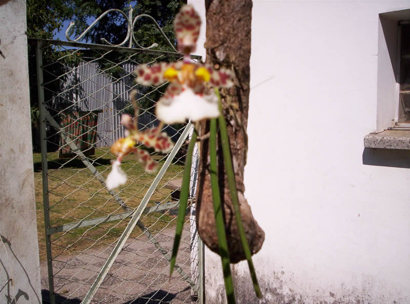 [Foto de planta, jardin, jardineria]