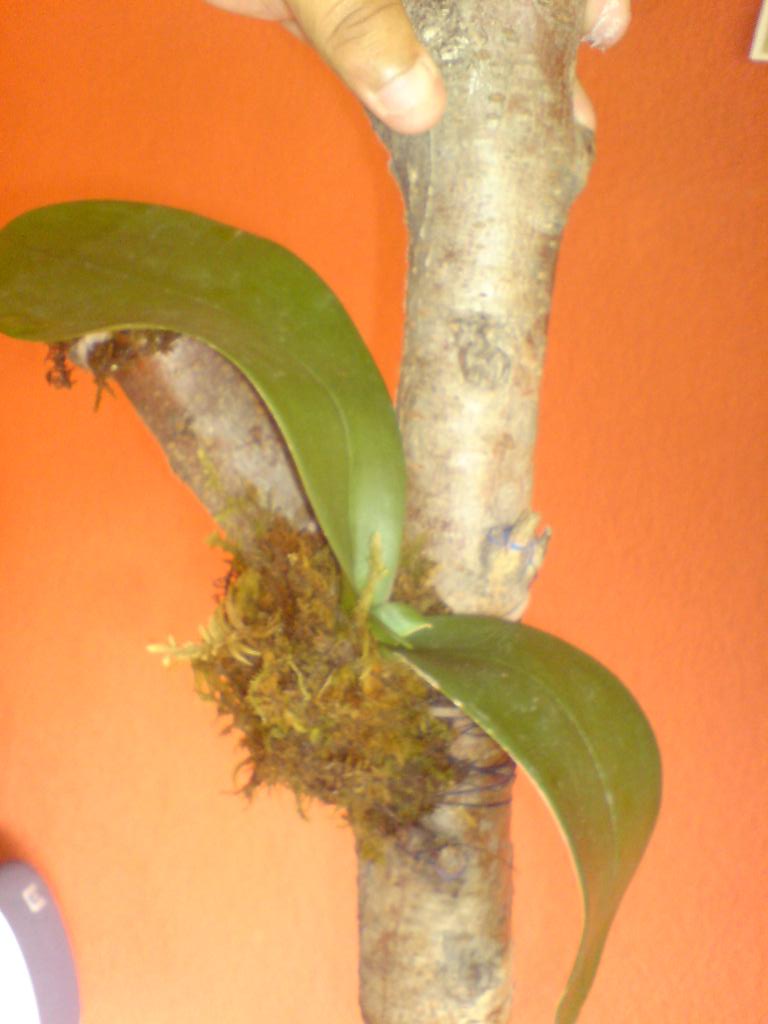 Fungicidas para orquídeas, Physan, canela, etc.