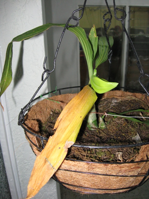 [Foto de planta, jardin, jardineria]