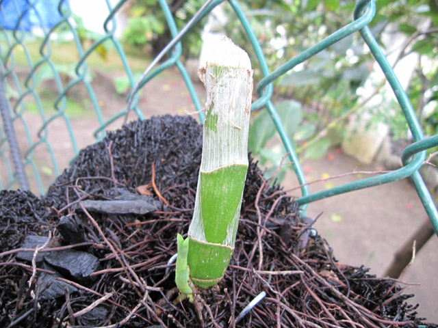 [Foto de planta, jardin, jardineria]