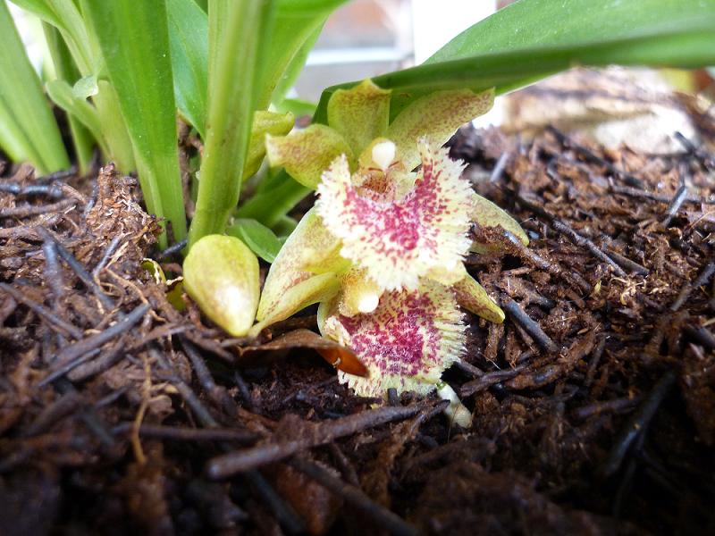 [Foto de planta, jardin, jardineria]