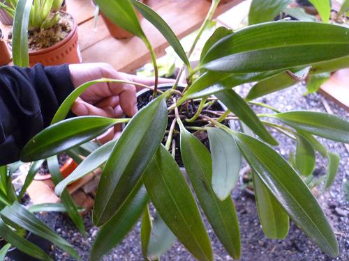 [Foto de planta, jardin, jardineria]