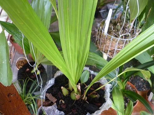 [Foto de planta, jardin, jardineria]