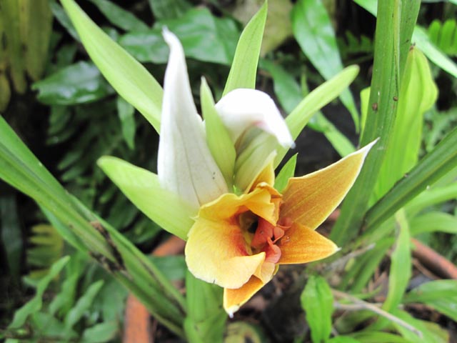 [Foto de planta, jardin, jardineria]