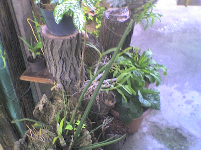 [Foto de planta, jardin, jardineria]