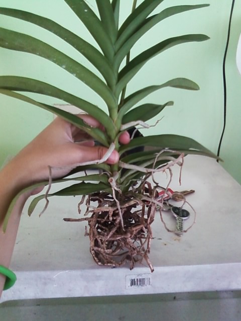 [Foto de planta, jardin, jardineria]