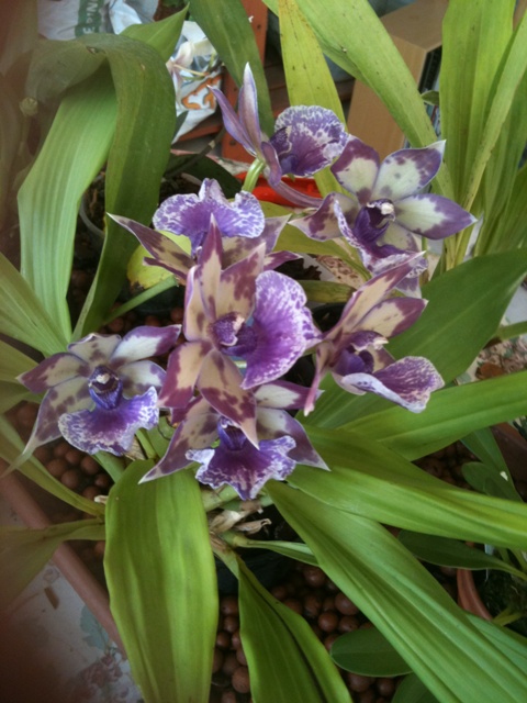 [Foto de planta, jardin, jardineria]