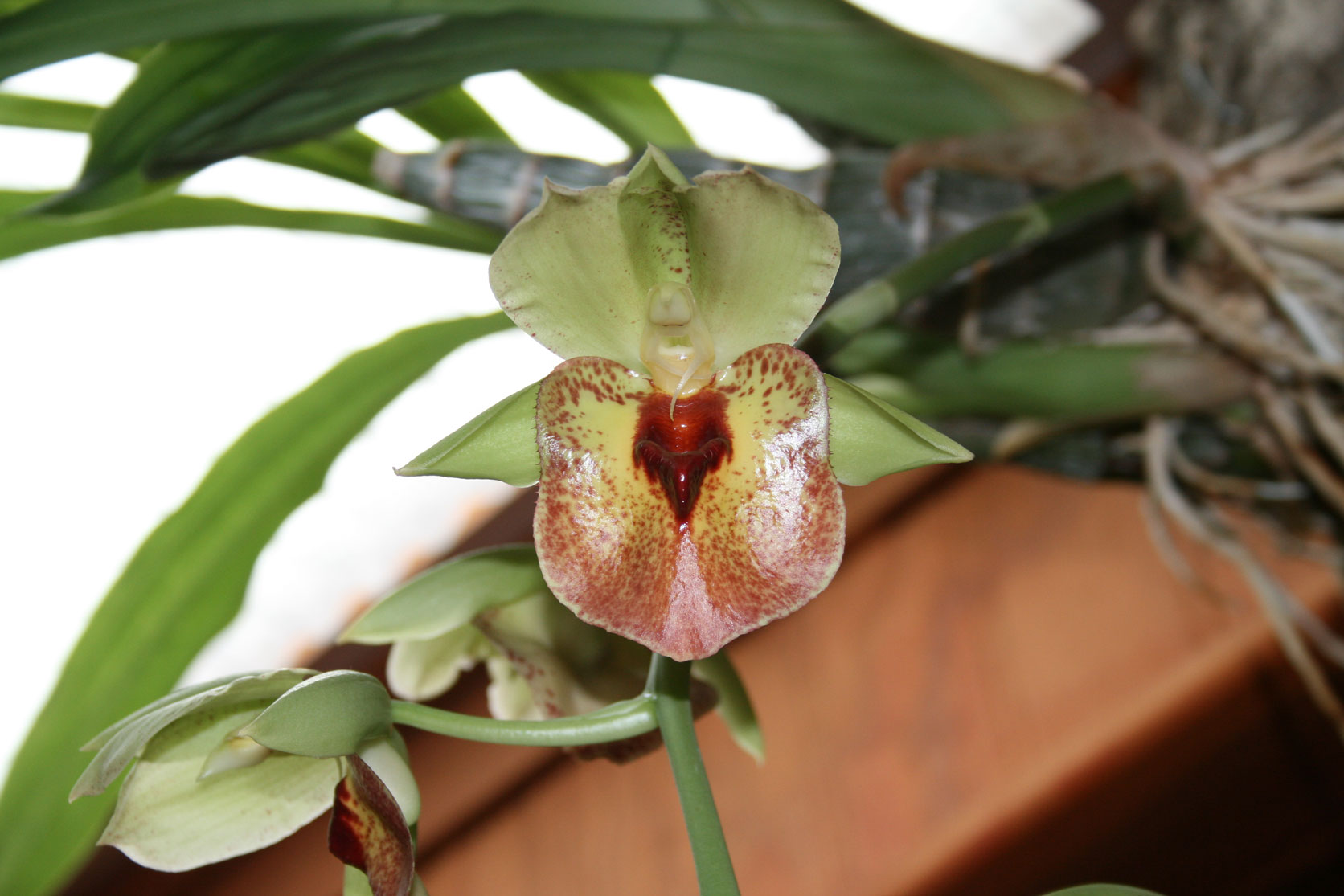 [Foto de planta, jardin, jardineria]