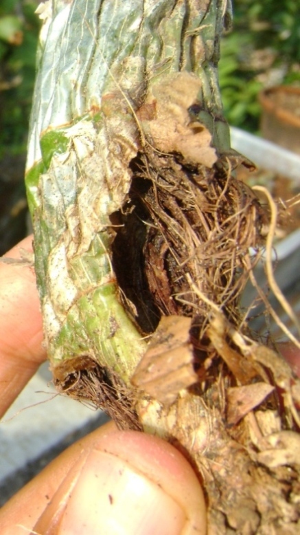 [Foto de planta, jardin, jardineria]