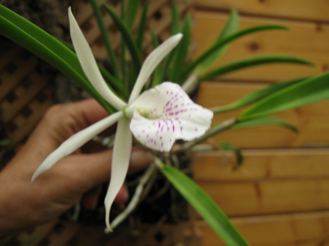 [Foto de planta, jardin, jardineria]