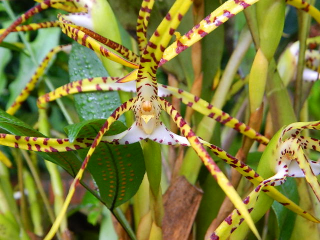 [Foto de planta, jardin, jardineria]