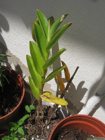 [Foto de planta, jardin, jardineria]