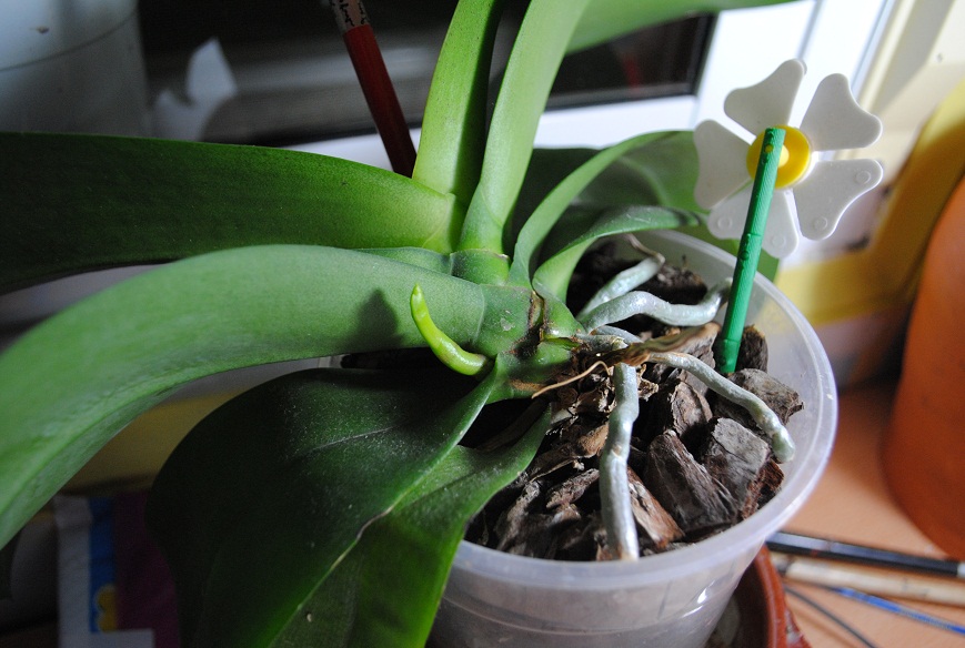 [Foto de planta, jardin, jardineria]