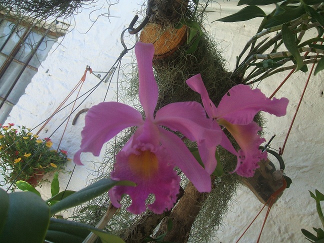 [Foto de planta, jardin, jardineria]
