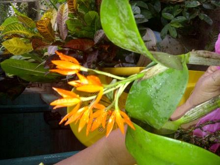 [Foto de planta, jardin, jardineria]