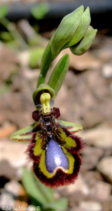 [Foto de planta, jardin, jardineria]