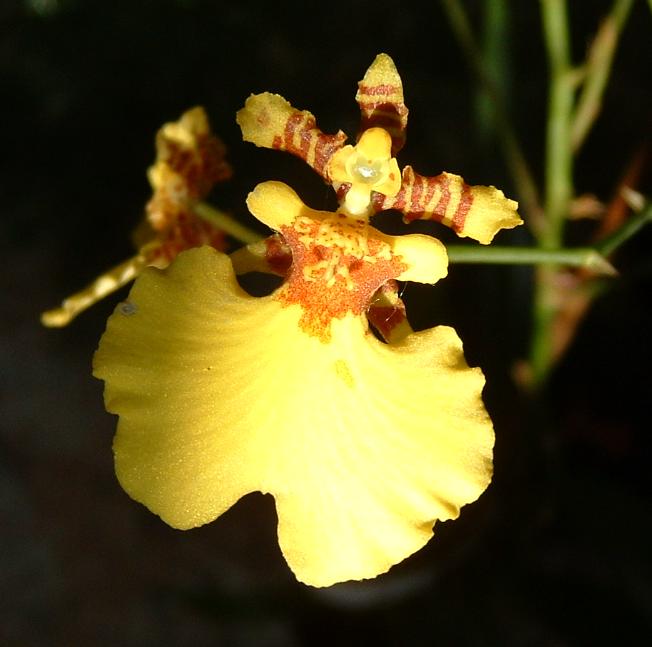 [Foto de planta, jardin, jardineria]