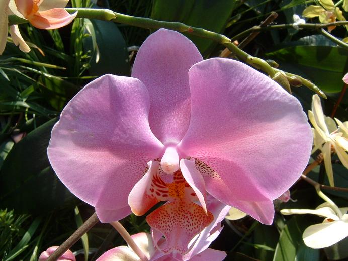 [Foto de planta, jardin, jardineria]