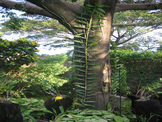 [Foto de planta, jardin, jardineria]