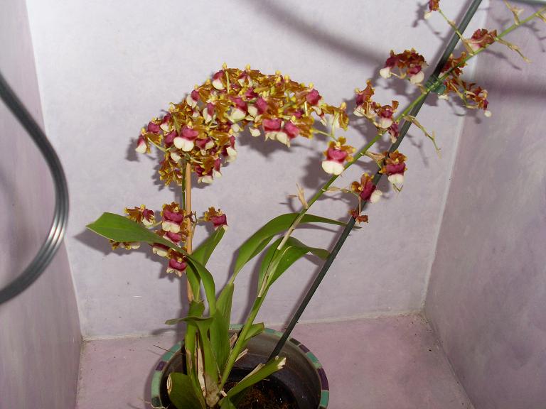 [Foto de planta, jardin, jardineria]