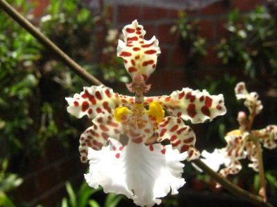 [Foto de planta, jardin, jardineria]