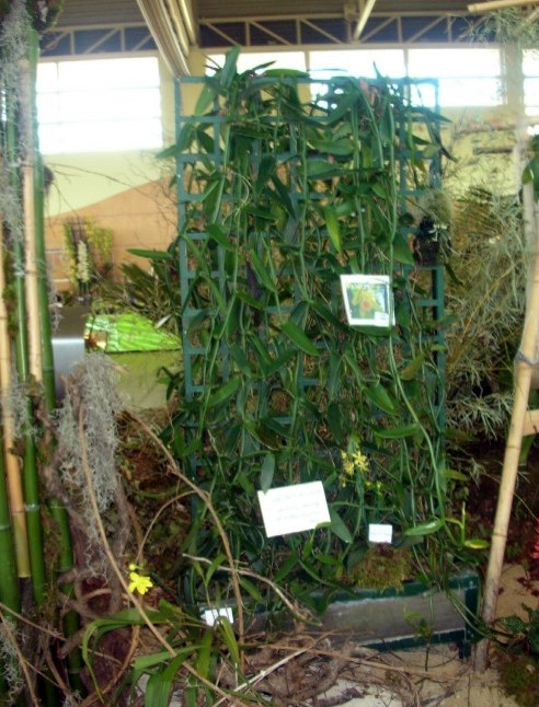 [Foto de planta, jardin, jardineria]