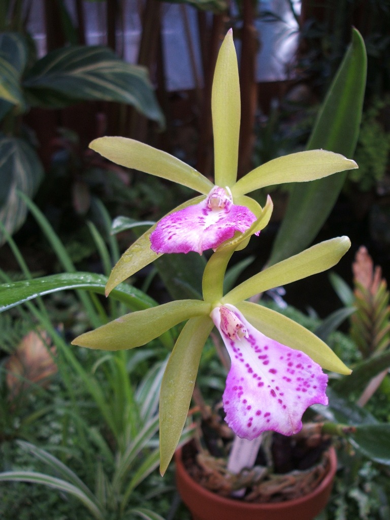 [Foto de planta, jardin, jardineria]