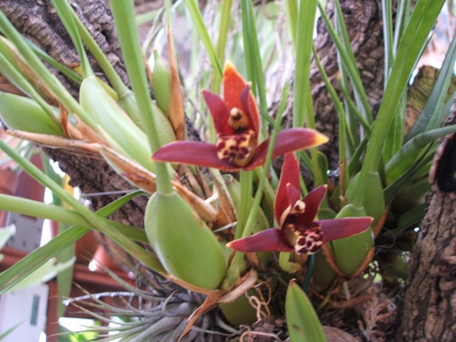 [Foto de planta, jardin, jardineria]