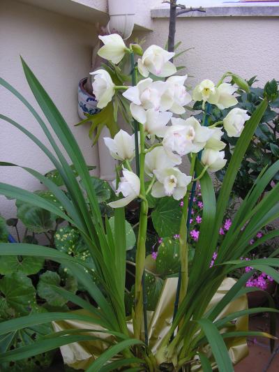 [Foto de planta, jardin, jardineria]