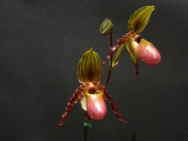 Paphiopedilum