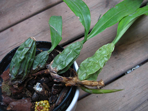 [Foto de planta, jardin, jardineria]