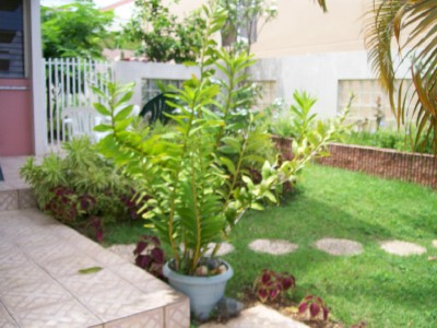 [Foto de planta, jardin, jardineria]