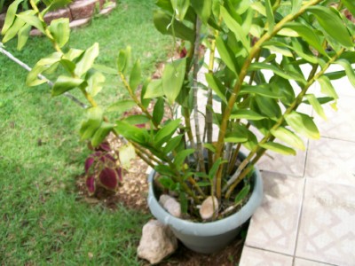 [Foto de planta, jardin, jardineria]