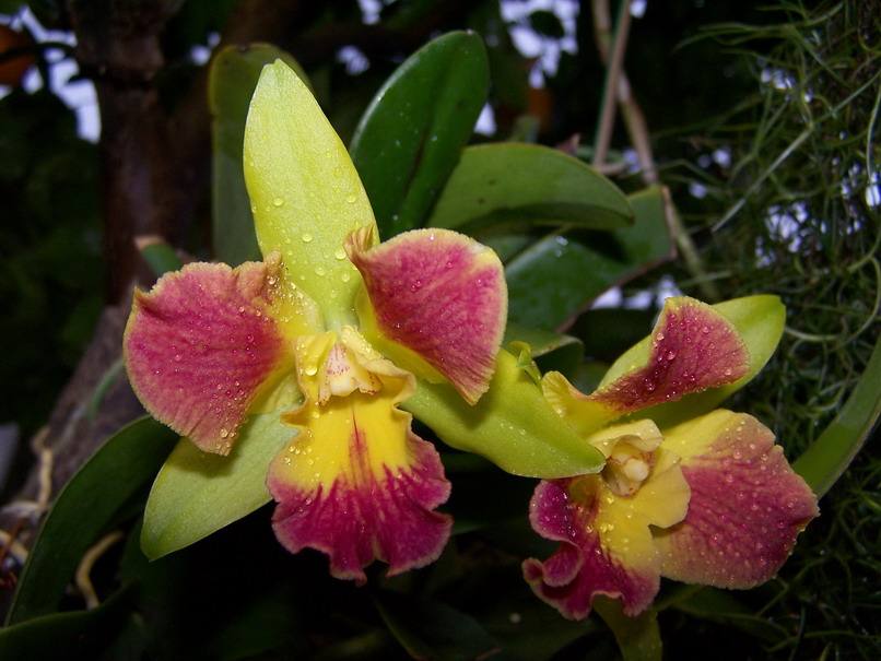 [Foto de planta, jardin, jardineria]