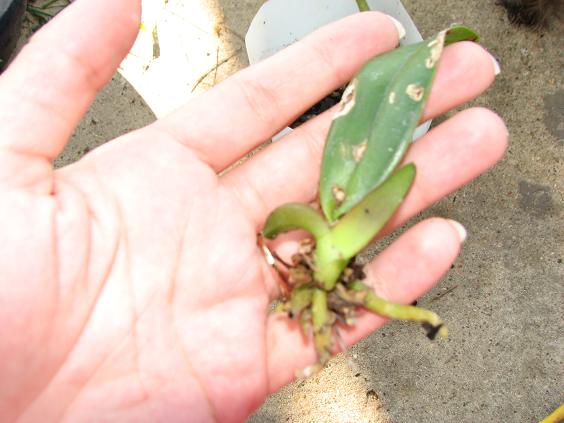 [Foto de planta, jardin, jardineria]