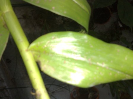 [Foto de planta, jardin, jardineria]