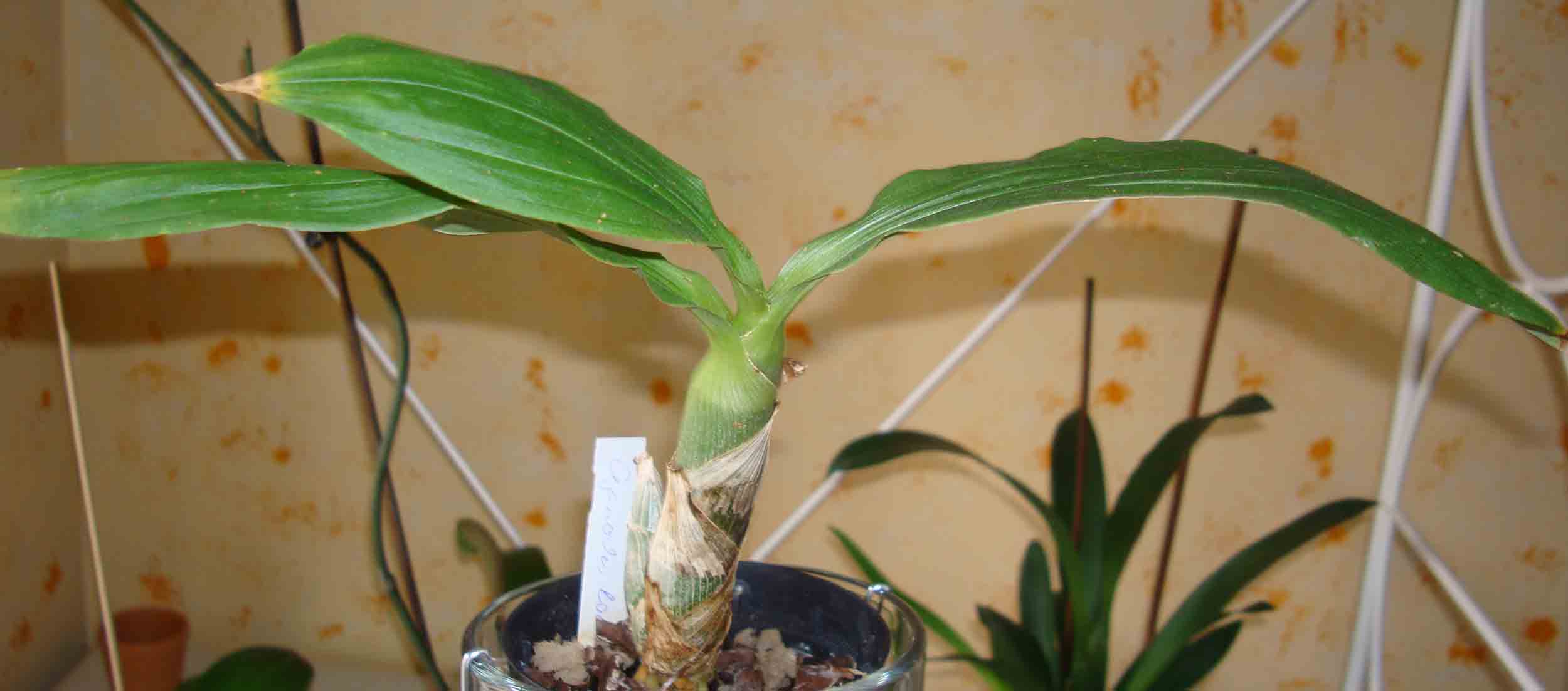 [Foto de planta, jardin, jardineria]