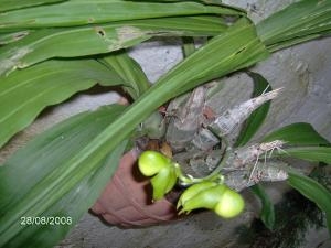 [Foto de planta, jardin, jardineria]