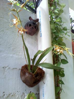 [Foto de planta, jardin, jardineria]