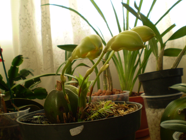 [Foto de planta, jardin, jardineria]